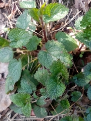 Lamium maculatum
