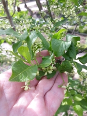 Euonymus europaeus