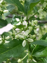 Euonymus europaeus