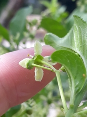 Euonymus europaeus