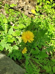 Taraxacum