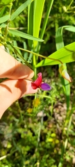 Vicia peregrina