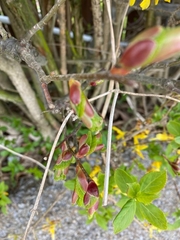 Aronia mitschurinii