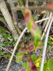 Aronia mitschurinii
