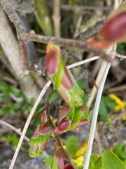 Aronia mitschurinii