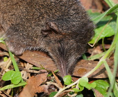 Antechinus mimetes