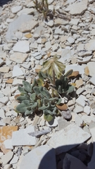 Chamaechaenactis scaposa