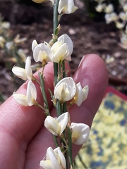 Cytisus × praecox