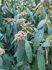 Viburnum rhytidophyllum