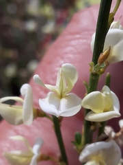 Cytisus × praecox