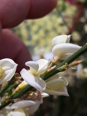 Cytisus × praecox