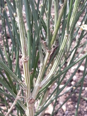 Cytisus × praecox