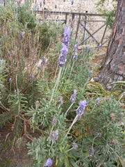 Lavandula