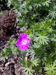 Geranium sanguineum