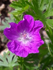 Geranium sanguineum