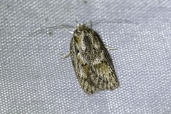 Acantholena siccella