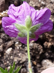Geranium sanguineum