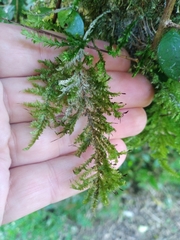 Trachyloma diversinerve