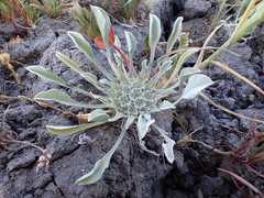 Hesperevax caulescens