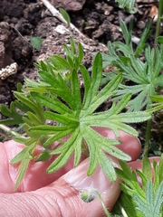 Geranium sanguineum