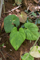 Anthurium kunayalense