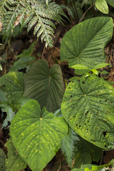 Anthurium kunayalense
