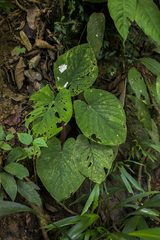 Anthurium kunayalense