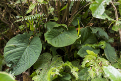 Anthurium kunayalense