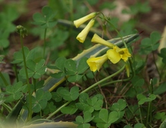 Oxalis pes-caprae