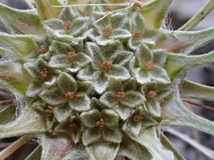 Hesperevax caulescens