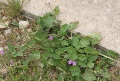 Erodium malacoides