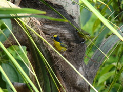Euphonia laniirostris