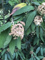 Viburnum rhytidophyllum