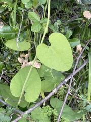 Aristolochia californica