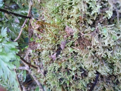 Hypnum chrysogaster