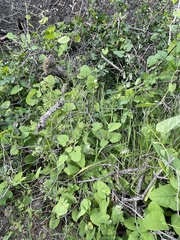 Aristolochia californica