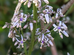 Petromarula pinnata