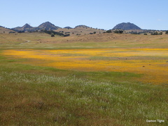 Hesperevax caulescens
