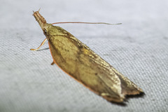 Enchocrates