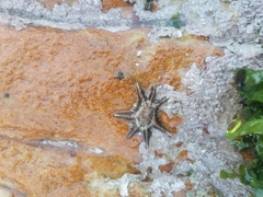 Scutellastra longicosta