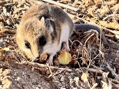 Sminthopsis crassicaudata
