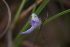 Utricularia geoffrayi