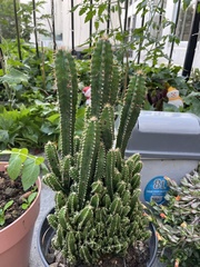 Trichocereus macrogonus