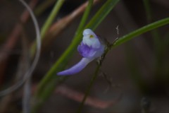 Utricularia geoffrayi