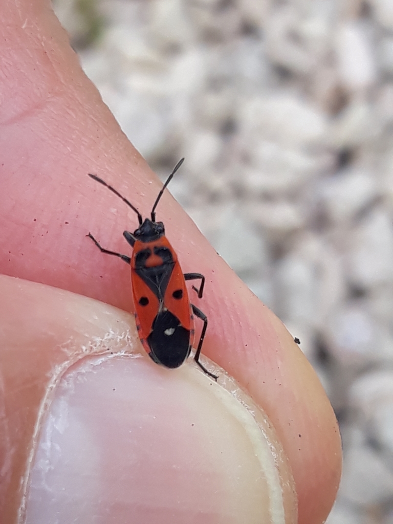 Melanocoryphus albomaculatus from Faubourg-Raines, 21000 Dijon, France ...