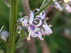 Petromarula pinnata