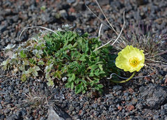 Papaver radicatum alaskanum