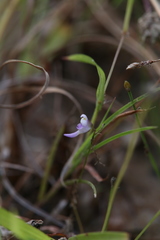 Utricularia geoffrayi