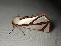 Thalaina angulosa