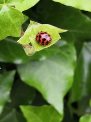 Harmonia axyridis